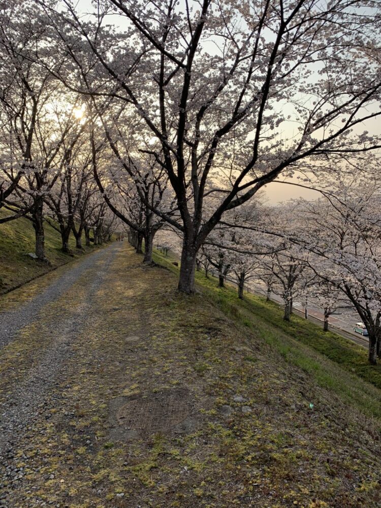 桜並木