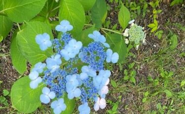 紫陽花に蛍に癒される