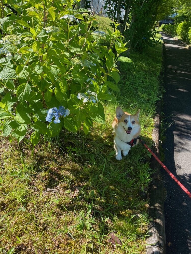 紫陽花と犬