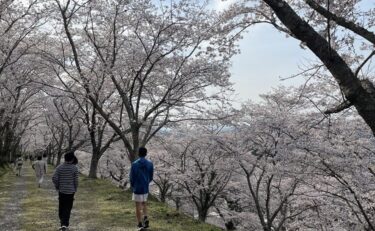 桜🌸